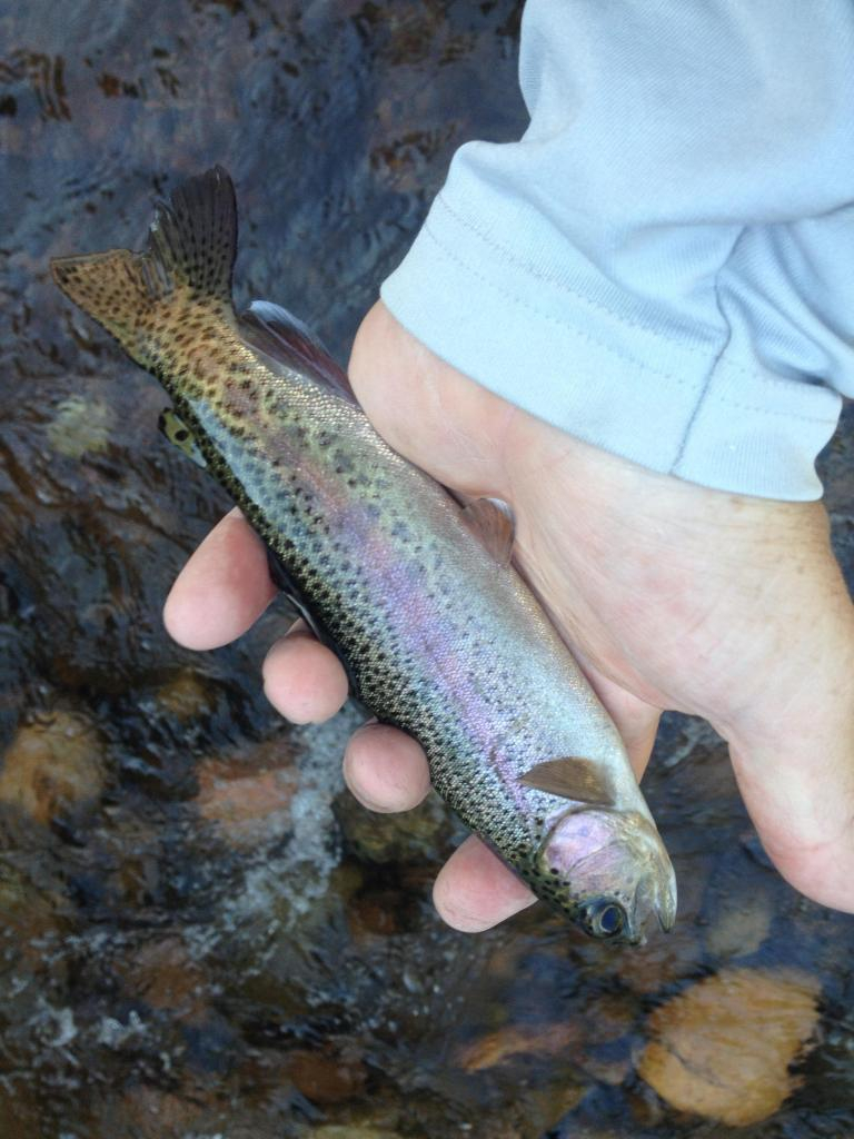 Ultralight Fly Fishing • Beaver Creek Wilderness Area 9Aug14